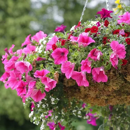 Captain Lysley's Retreat Adare *